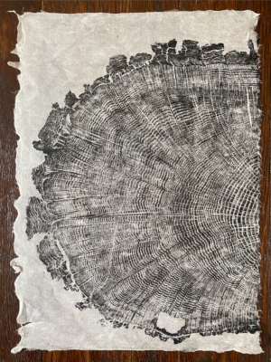 Woodblock ink print of Moses Cleaveland Tree